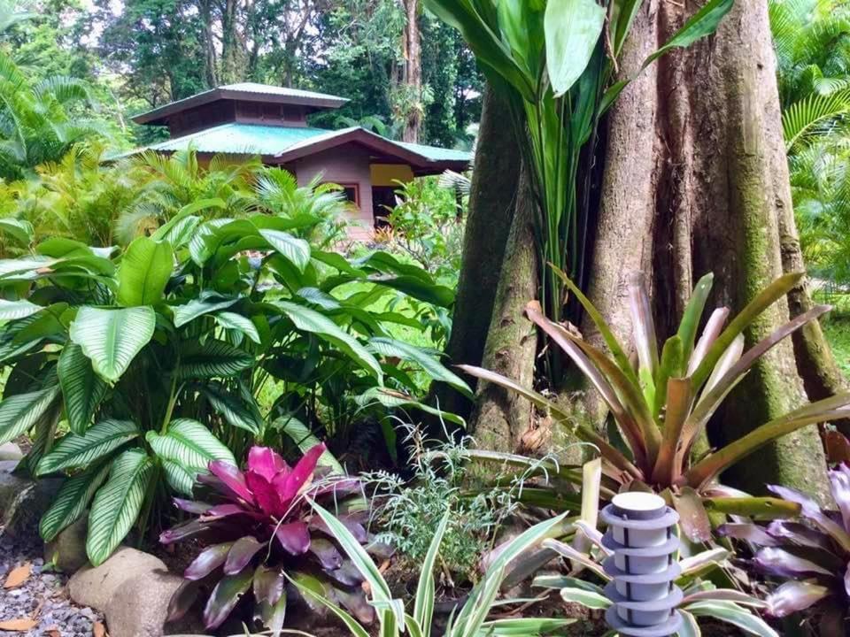 Oasi Apartment Cahuita Bagian luar foto